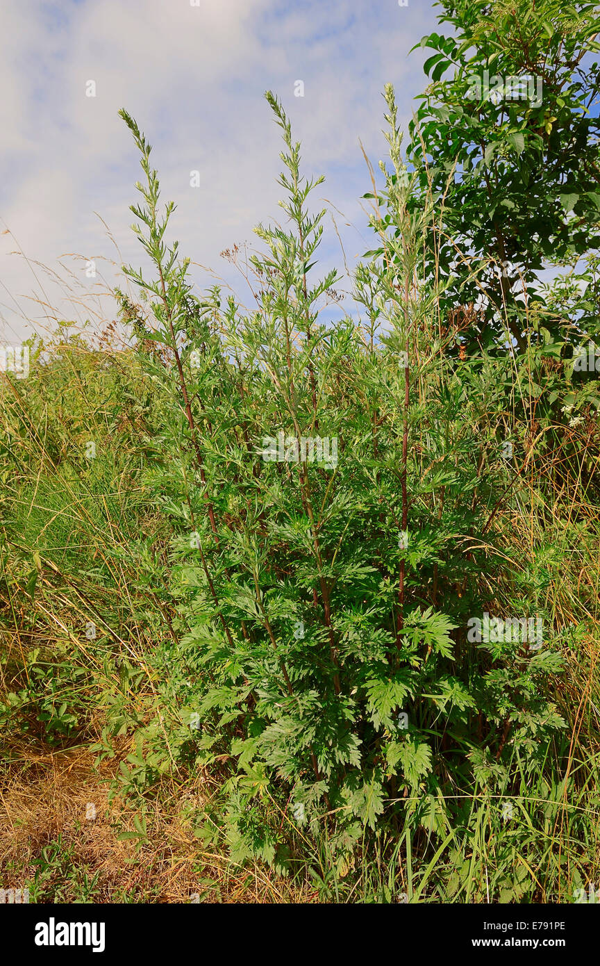 Artemisia (Artemisia vulgaris), Nord Reno-Westfalia, Germania Foto Stock