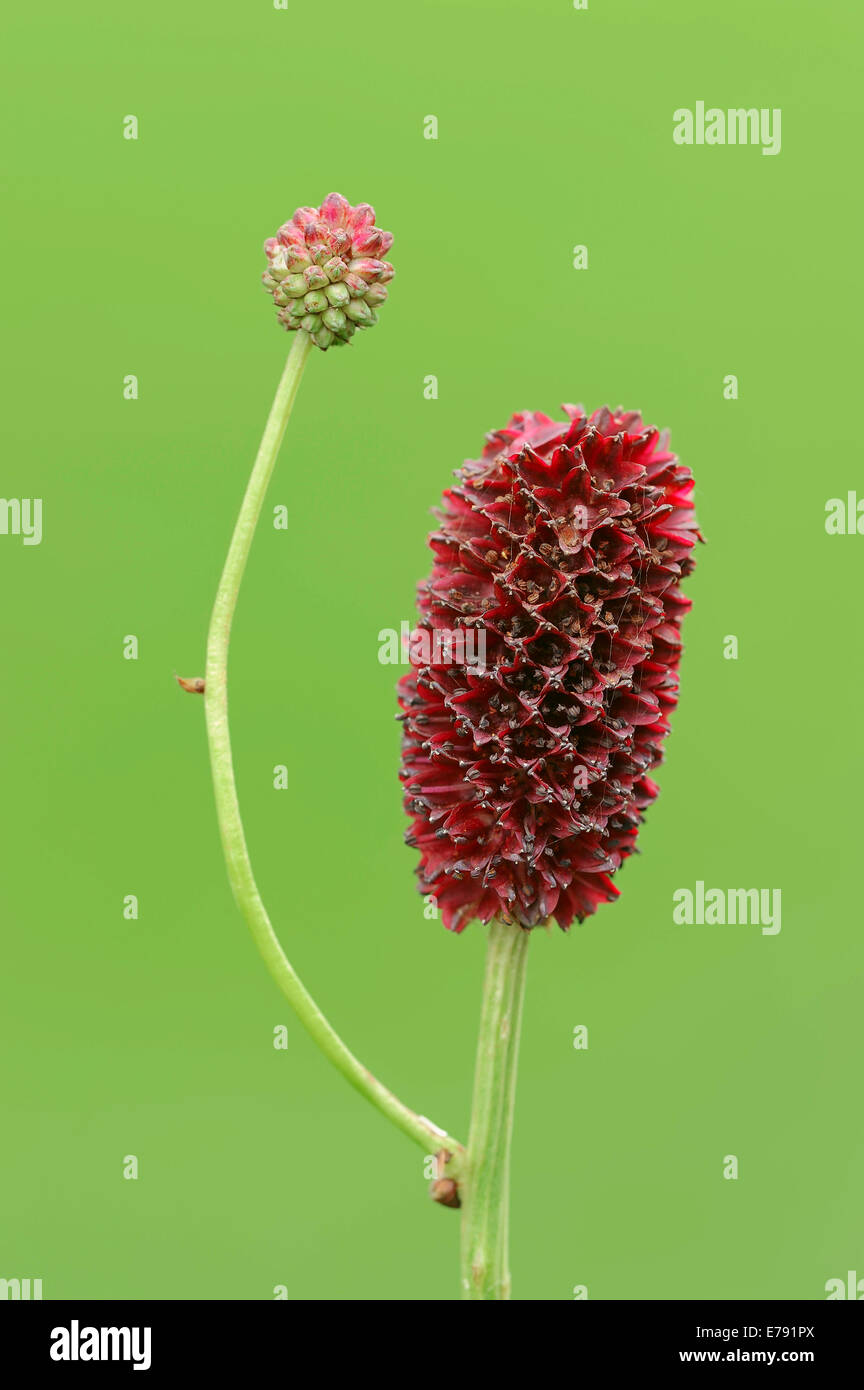 Grande Burnett (Sanguisorba officinalis), infiorescenza, Nord Reno-Westfalia, Germania Foto Stock