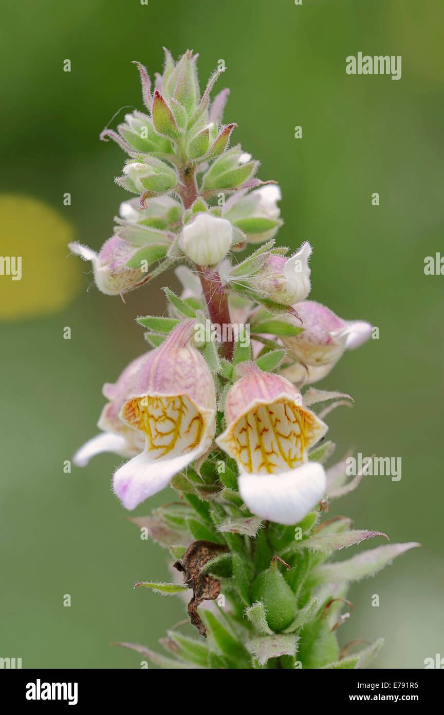 Lanosi Foxglove (Digitalis lanata), fiori, Renania settentrionale-Vestfalia, Germania Foto Stock