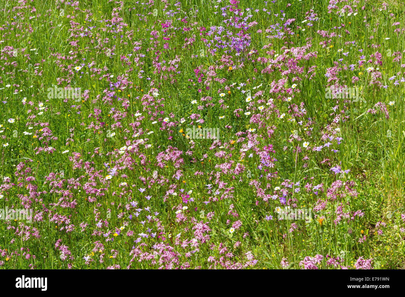 Prato di fiori di campo luce cucù garofani rossi bellflower Foto Stock
