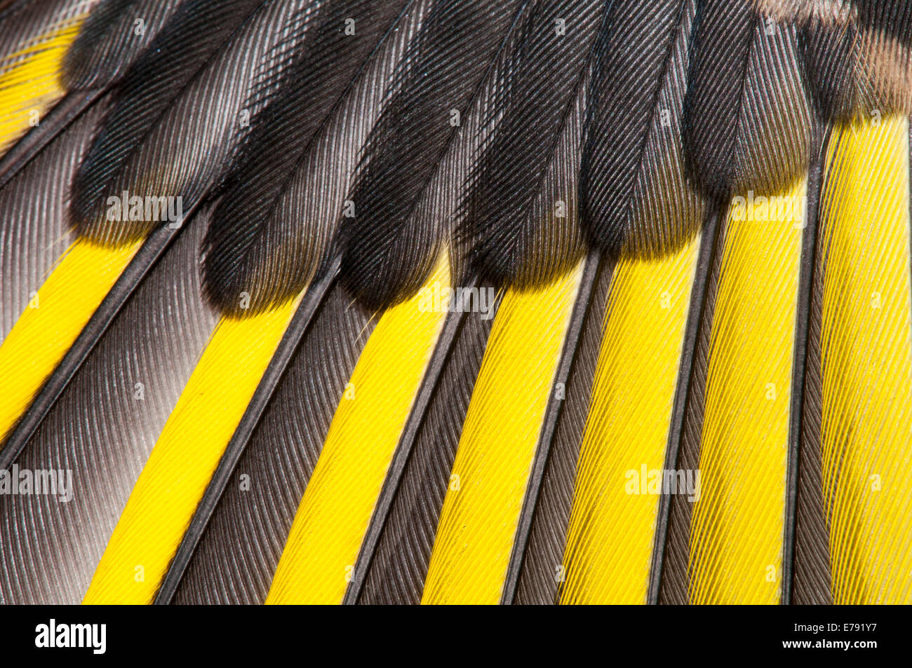 Cardellino (Carduelis carduelis), capretti, close-up dettaglio dell'ala mostra primarie (con giallo) e secondari (tutti blac Foto Stock