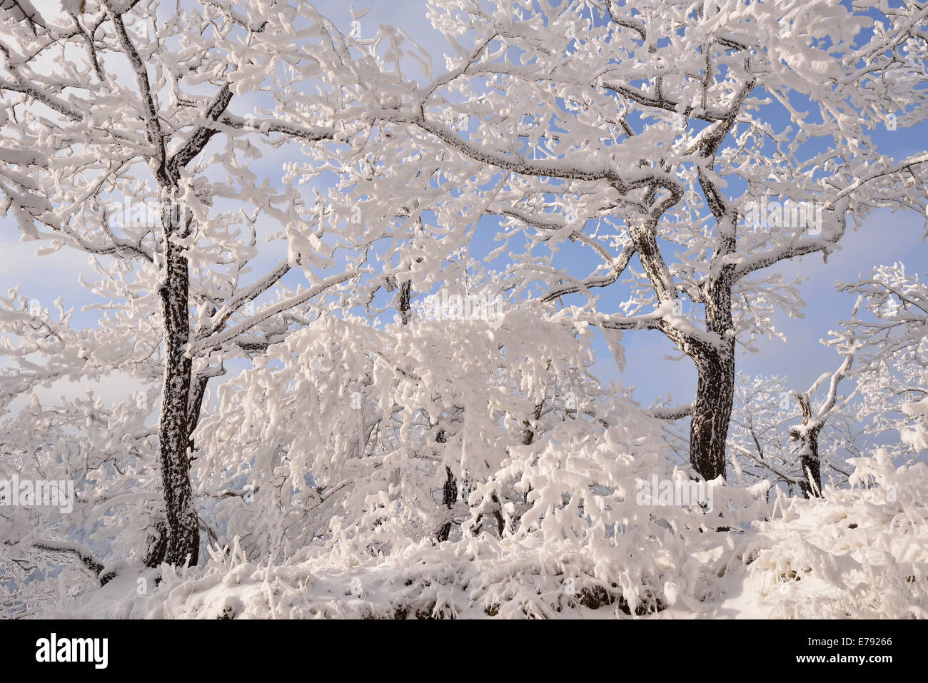 Una foresta in inverno, alberi coperti di neve e brina, Roßtrappe cliff, Thale, Sassonia-Anhalt, Germania Foto Stock