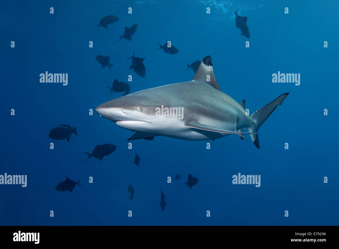 Blacktip Shark Reef (Carcharhinus melanopterus) e Redtoothed Pesci balestra (Odonus niger), Isole Dimaniyat riserva naturale Foto Stock