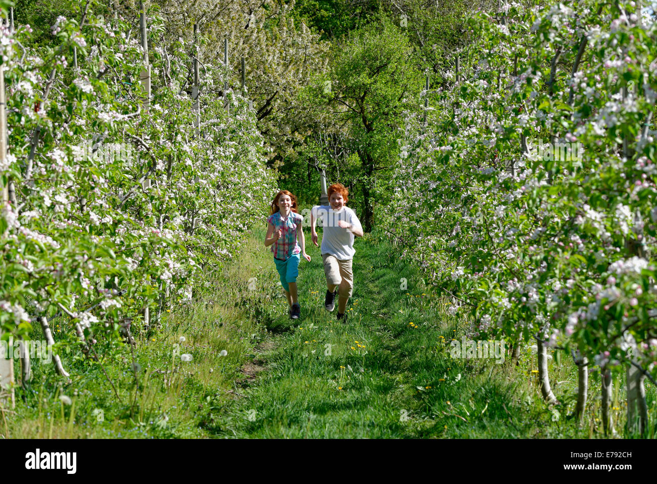 Due bambini in esecuzione attraverso file di i meli in fiore, a Altenburg, Caldaro, Alto Adige, Italia Foto Stock
