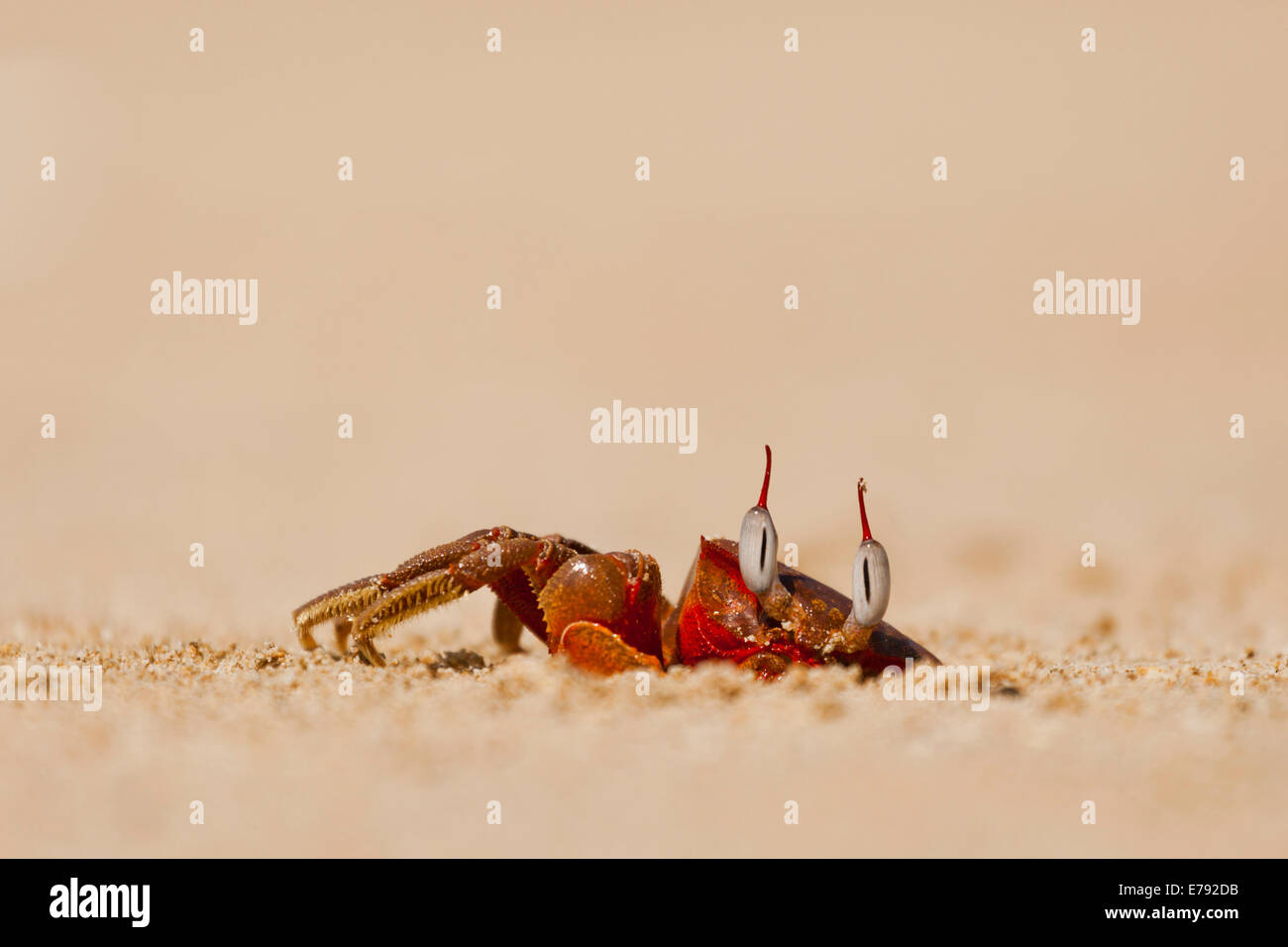 La spiaggia rossa granchio (Brachyura) nella sua tana, Ngapali Beach, Thandwe, Myanmar Foto Stock