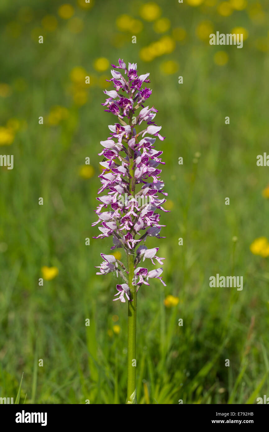 Helmknabenkraut Orchis militaris orchidea militare Foto Stock