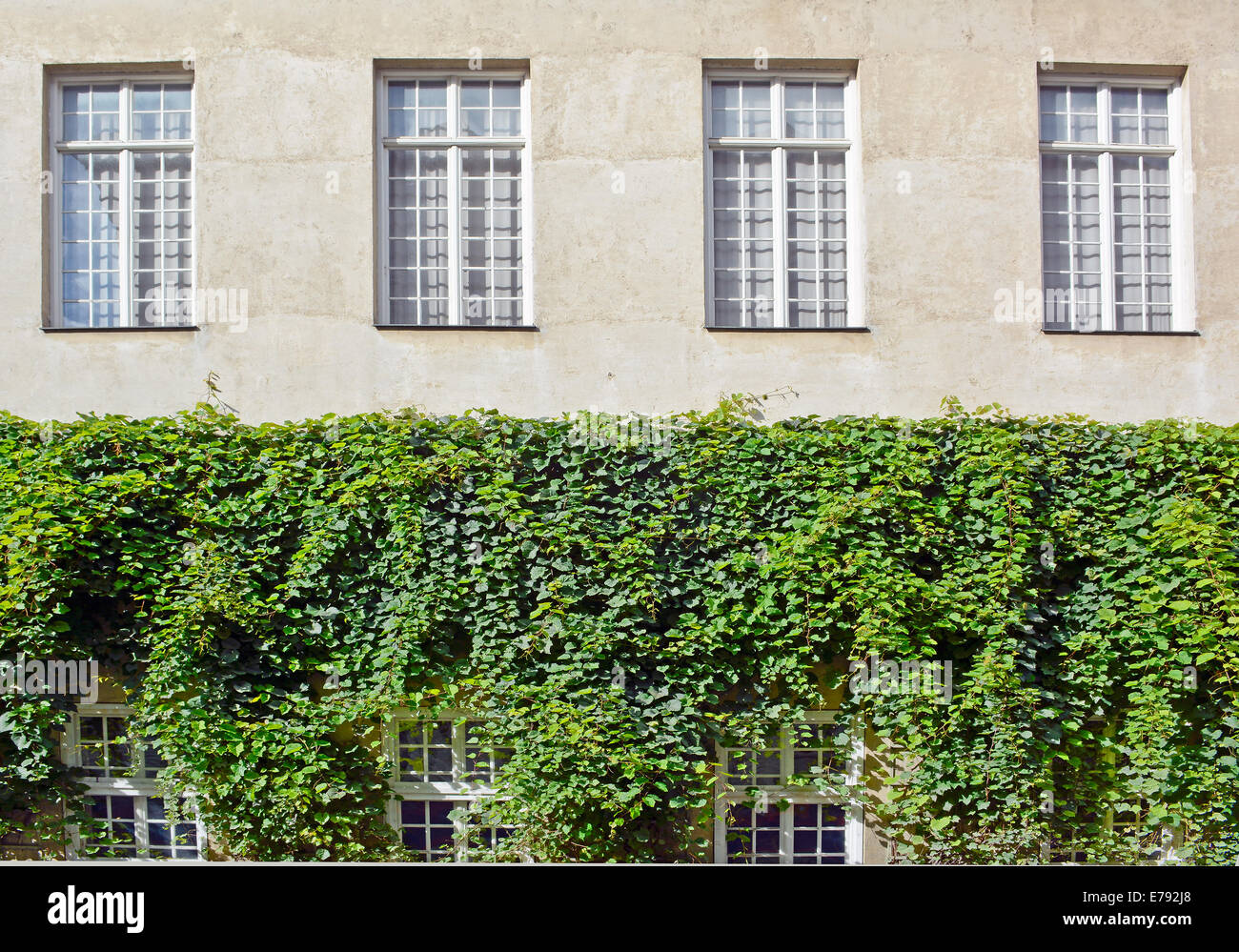 Vitigni di arrampicata di Edera su una casa con Windows Foto Stock