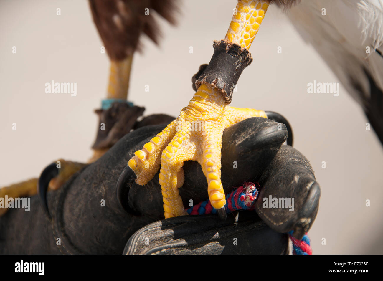 Gli uccelli rapaci piedi artigli artigli guanto in pelle Sharp Foto Stock