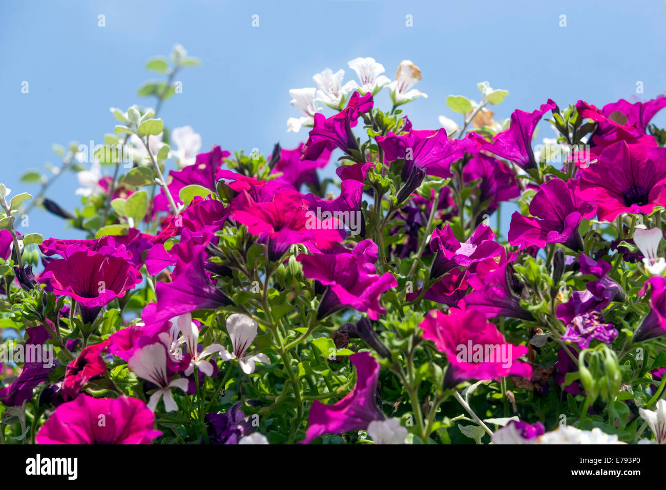 Rosa fiori di petunia fioritura delle piante Foto Stock