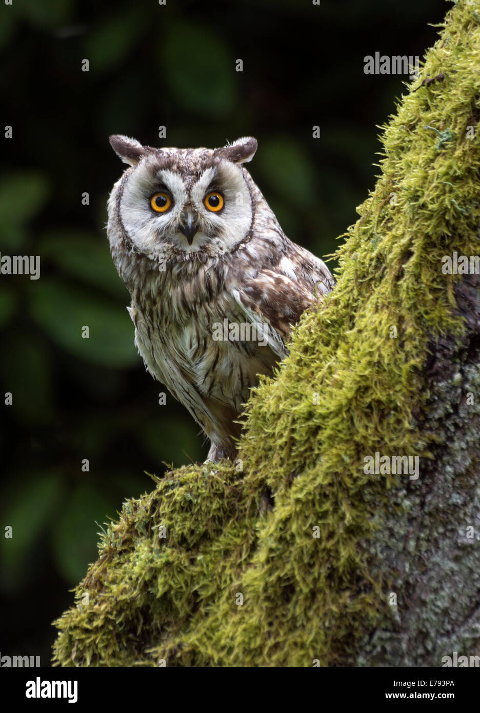 Long Eared gufo comune (Asio otus, precedentemente Strix otus) non un gufo selvatico Foto Stock