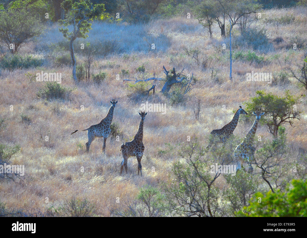 Vista aerea del 4 giraffe nel bosco. Parco Nazionale di Kruger, Sud Africa Foto Stock