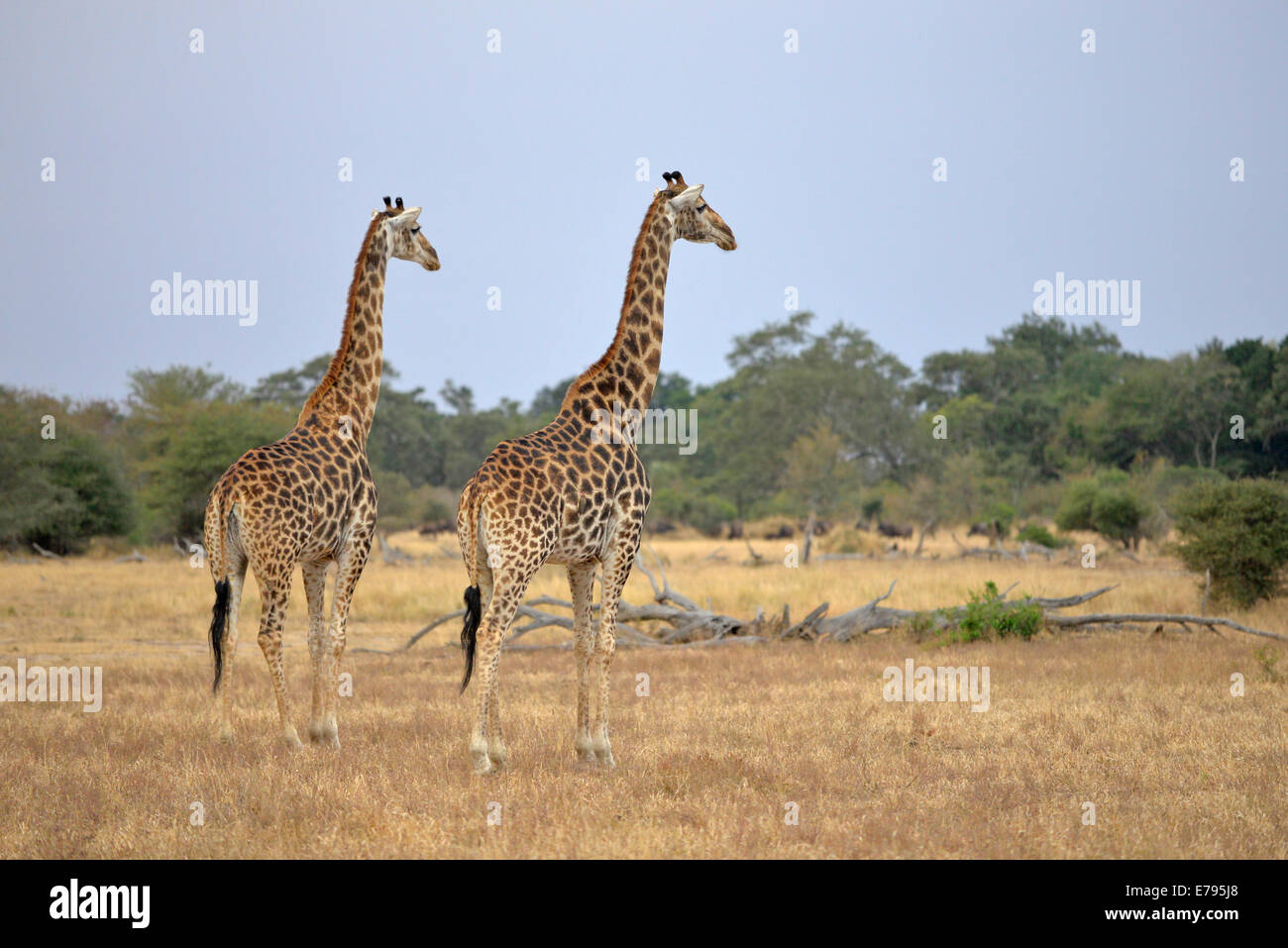 2 giraffe nella prateria aperta savannah contro lo skyline. Parco Nazionale di Kruger, Sud Africa Foto Stock