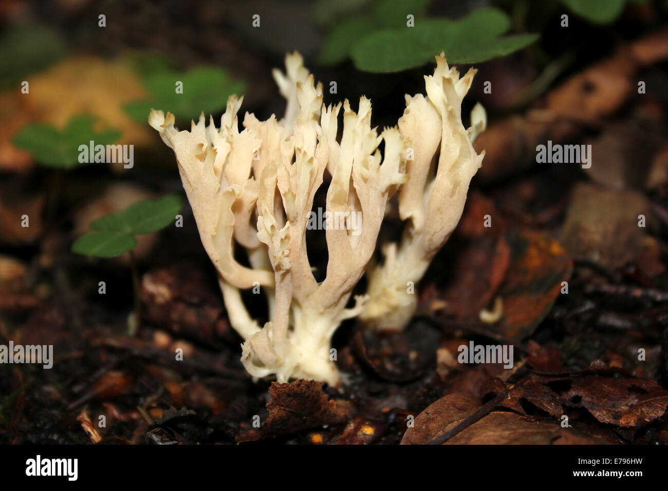 Crested Coral Clavulina coralloides Foto Stock