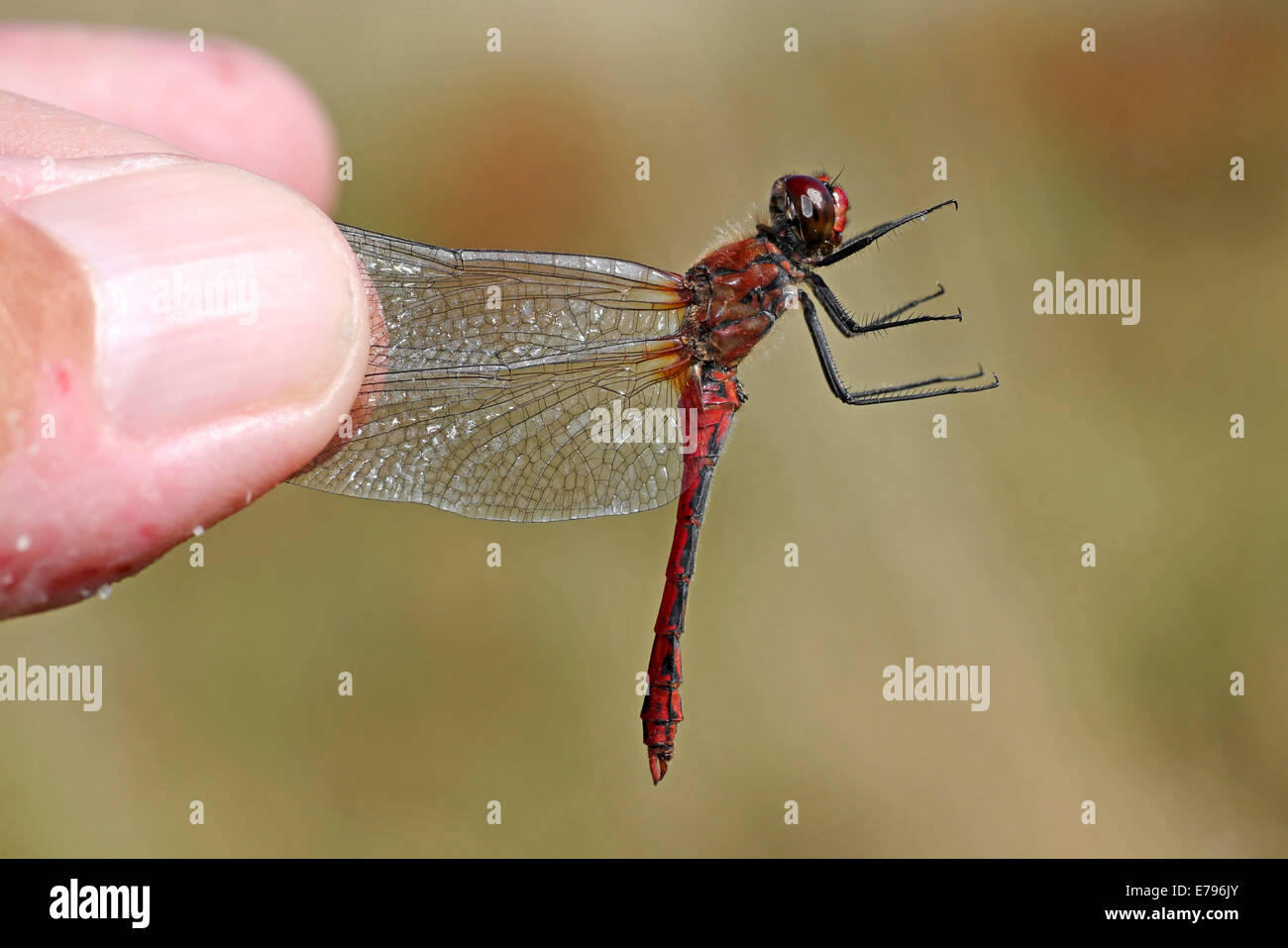 Un maschio di Ruddy Darter Sympetrum sanguineum essendo trattenuto dalle ali di un naturalista Foto Stock