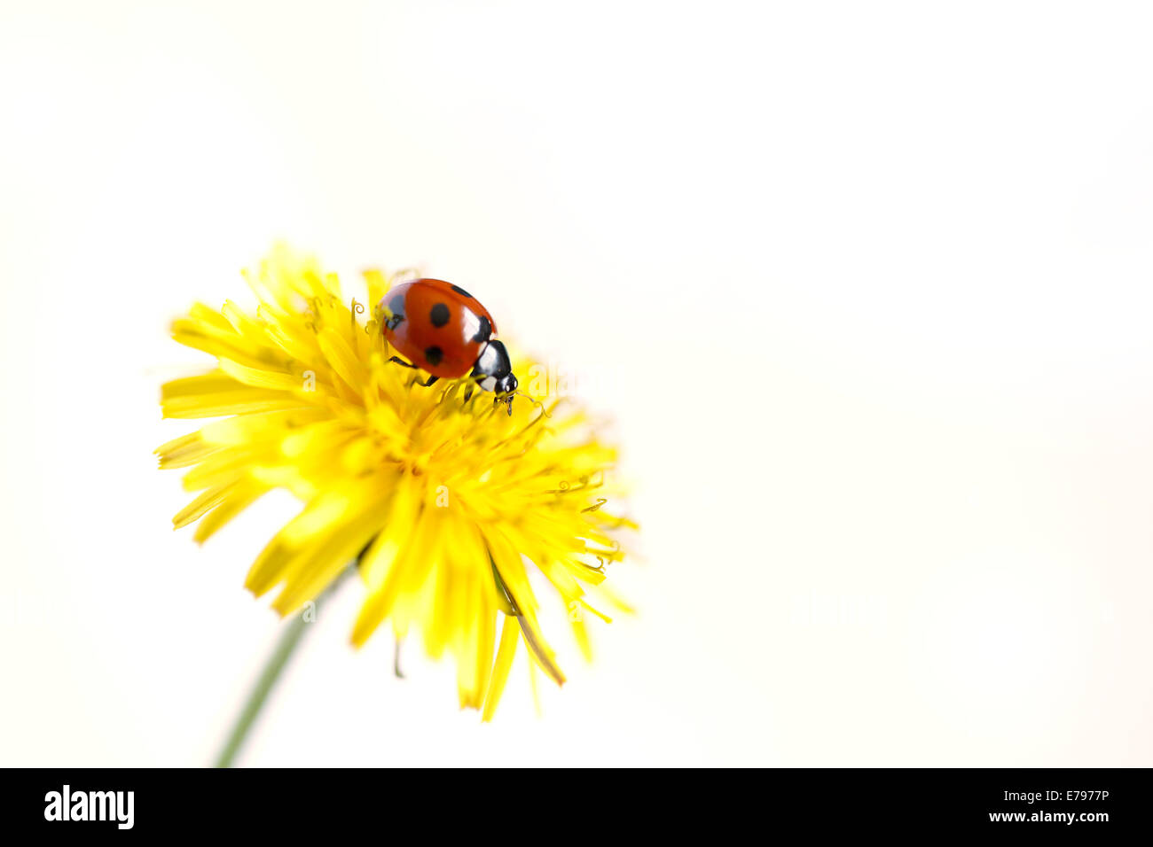 Coccinella sul dente di leone Foto Stock