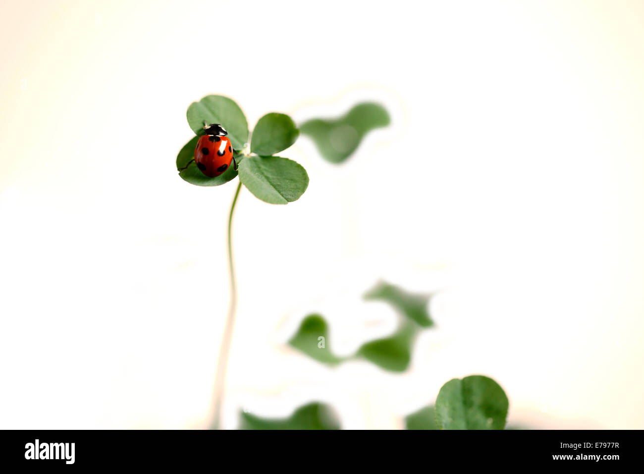 Coccinella sul chiodo di garofano Foto Stock