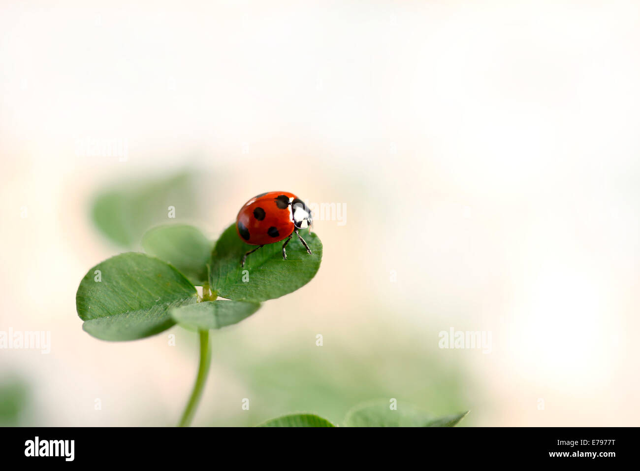 Coccinella sul chiodo di garofano Foto Stock
