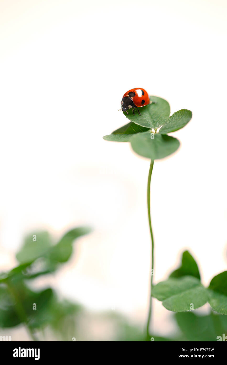 Coccinella sul chiodo di garofano Foto Stock