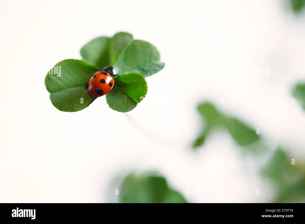 Coccinella sul chiodo di garofano Foto Stock