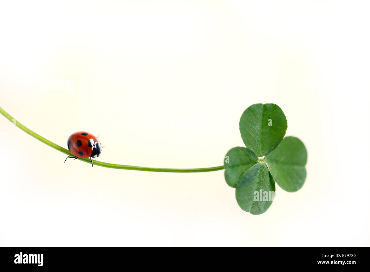 Coccinella sul chiodo di garofano Foto Stock