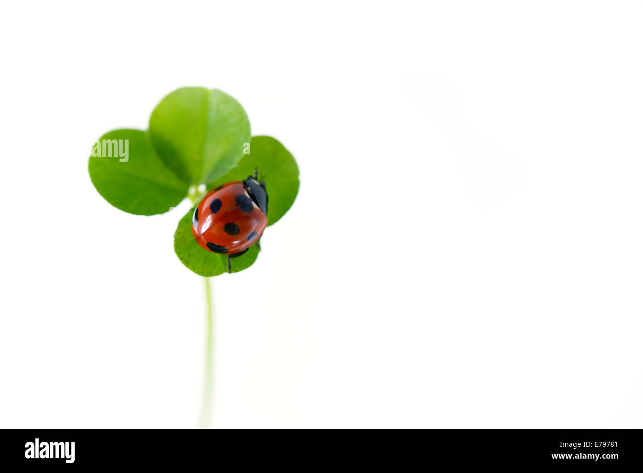 Coccinella sul chiodo di garofano Foto Stock