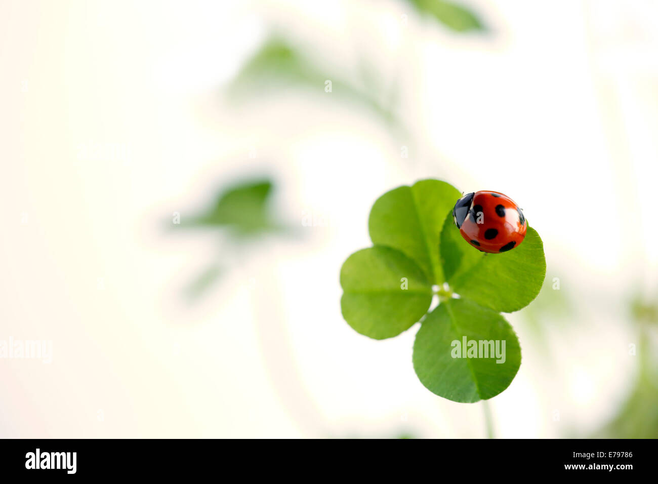 Coccinella sul chiodo di garofano Foto Stock