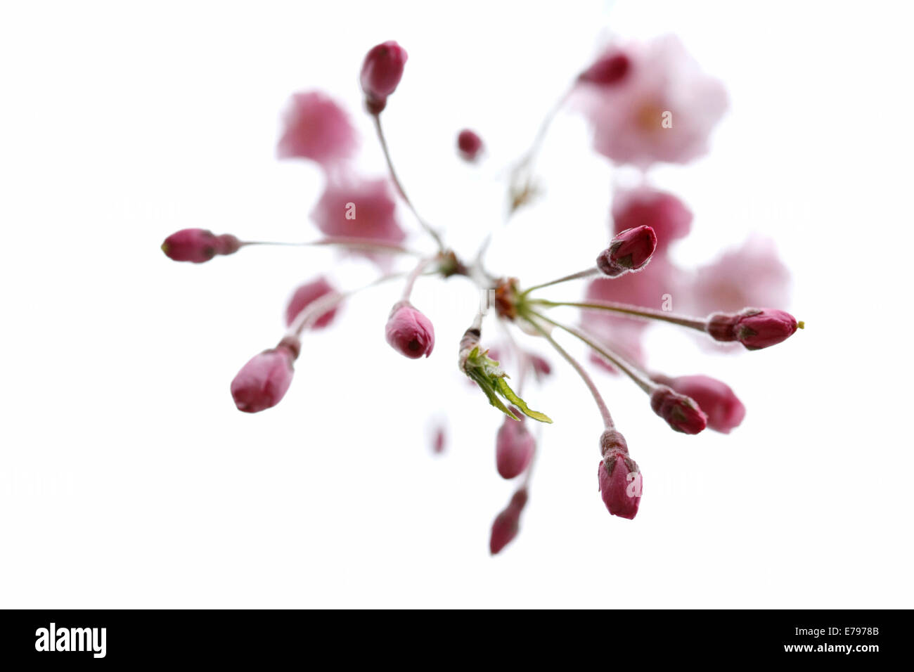 Fiori di ciliegio Foto Stock