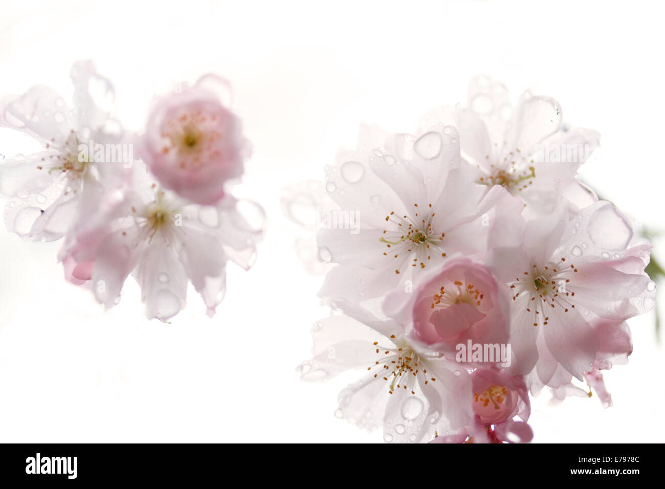 Fiori di ciliegio Foto Stock