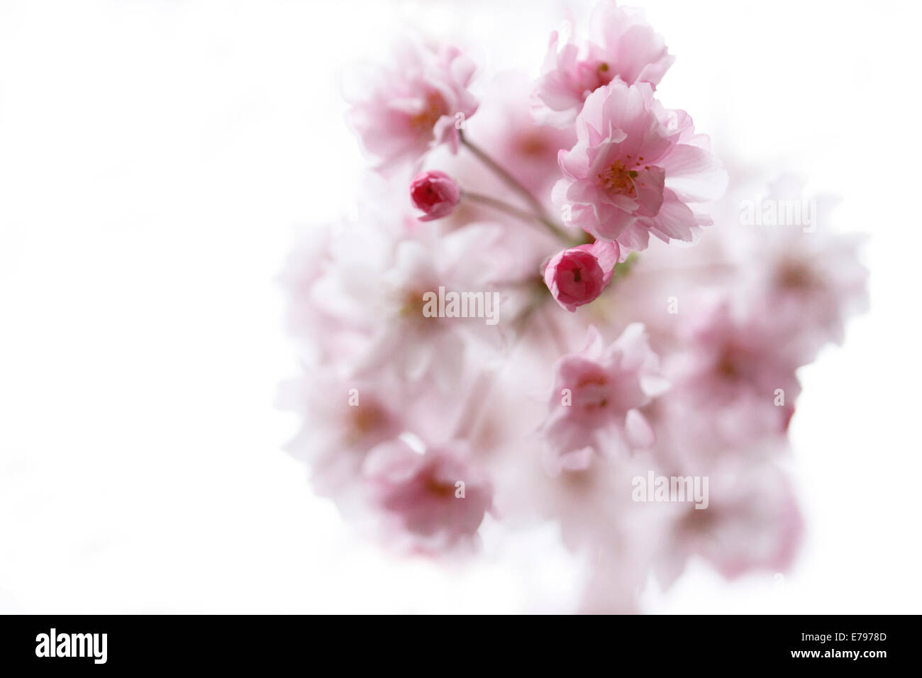 Fiori di ciliegio Foto Stock