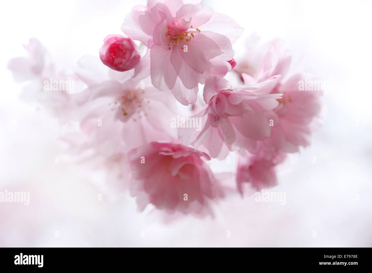 Fiori di ciliegio Foto Stock