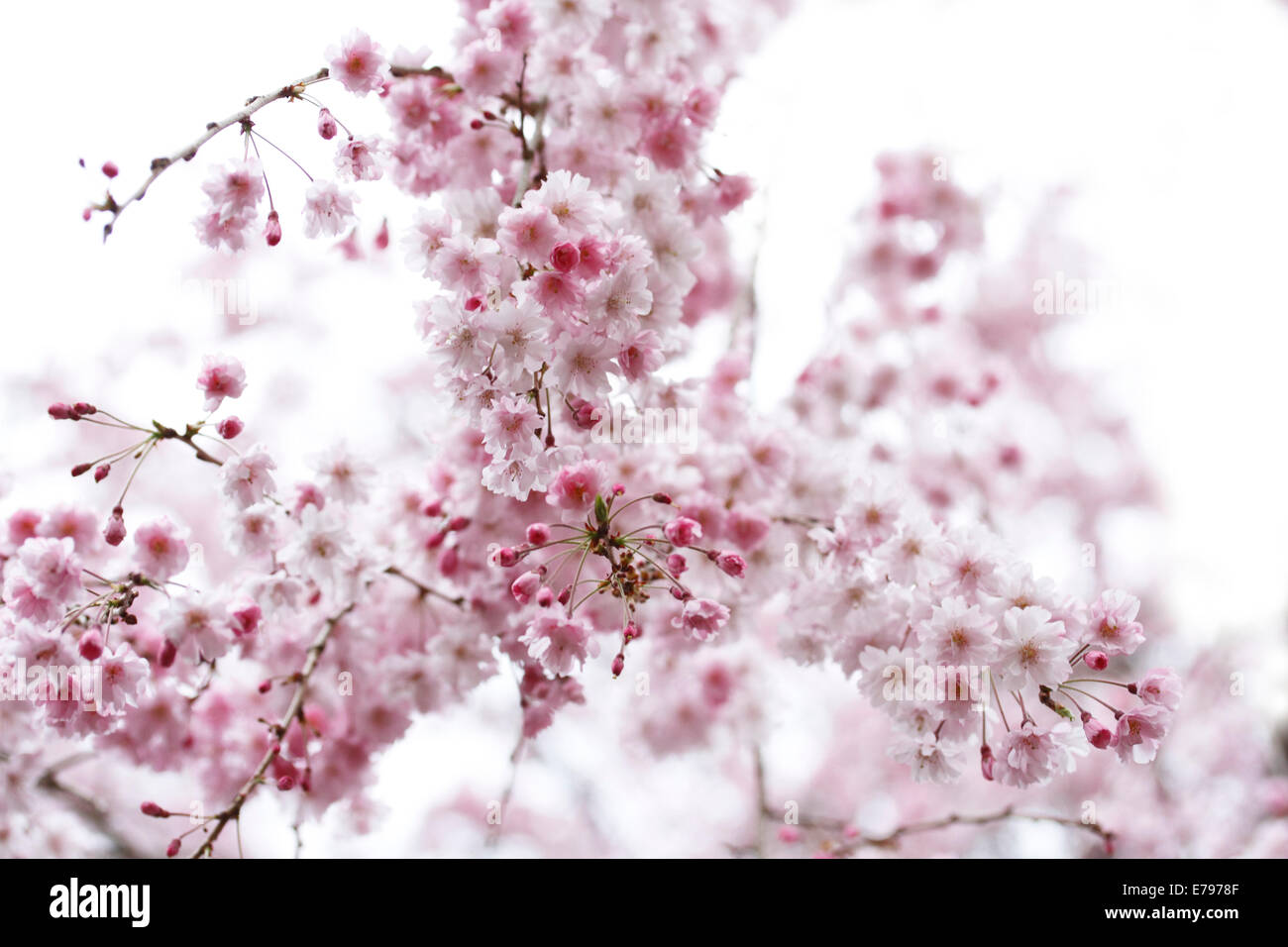 Fiori di ciliegio Foto Stock