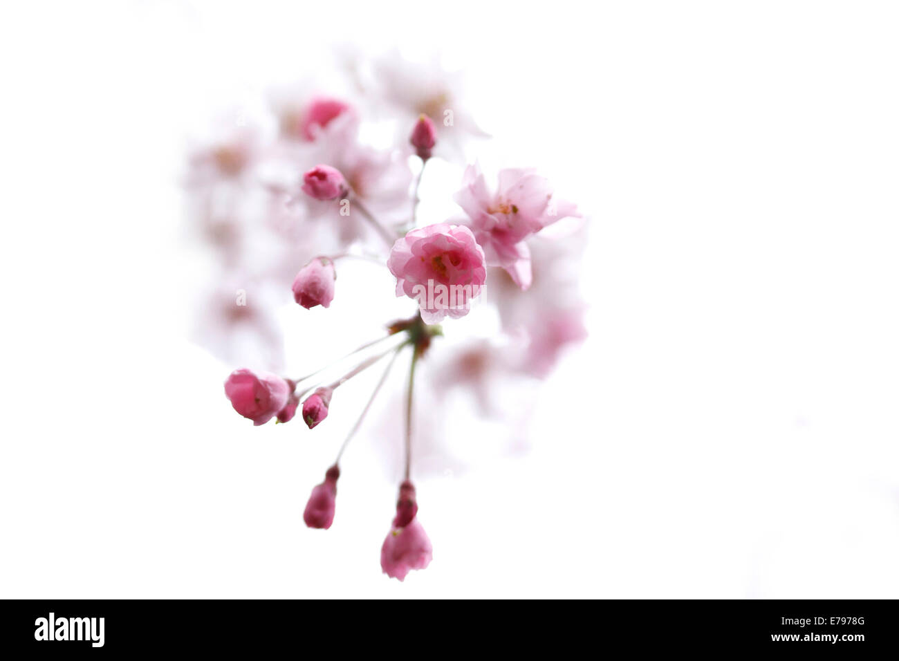 Fiori di ciliegio Foto Stock