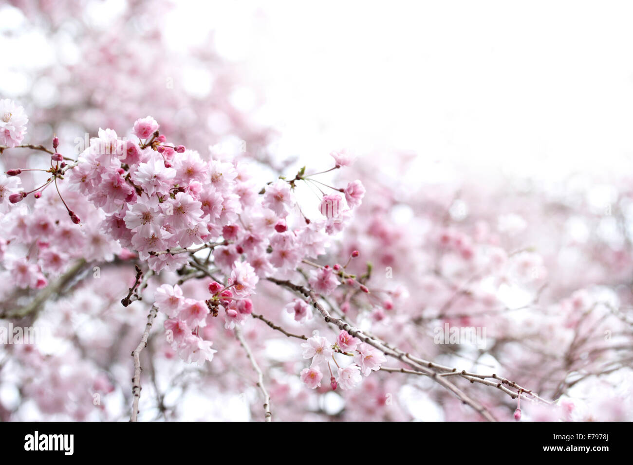 Fiori di ciliegio Foto Stock