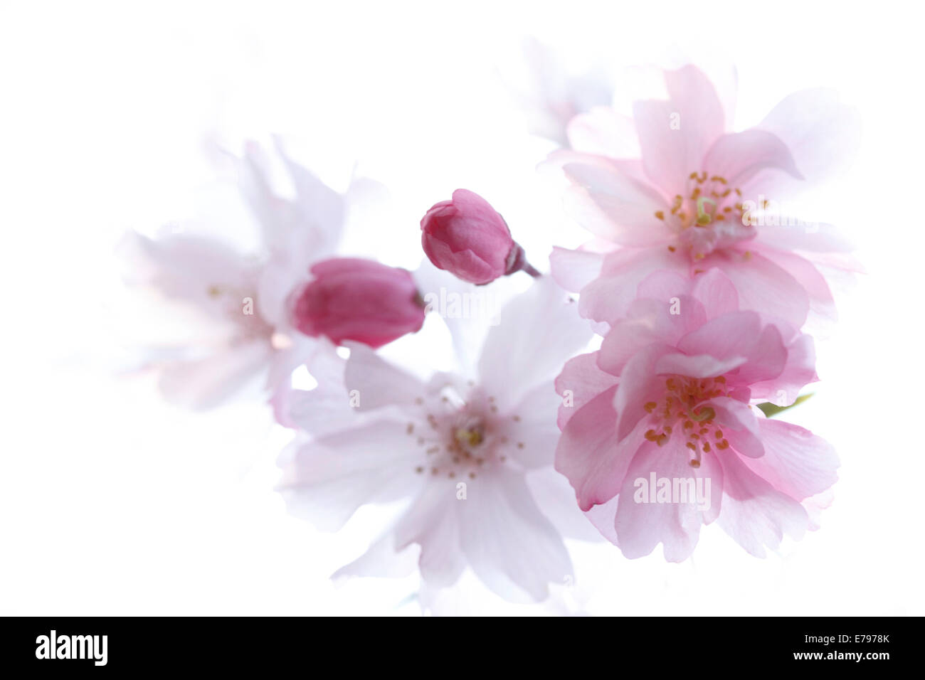 Fiori di ciliegio Foto Stock