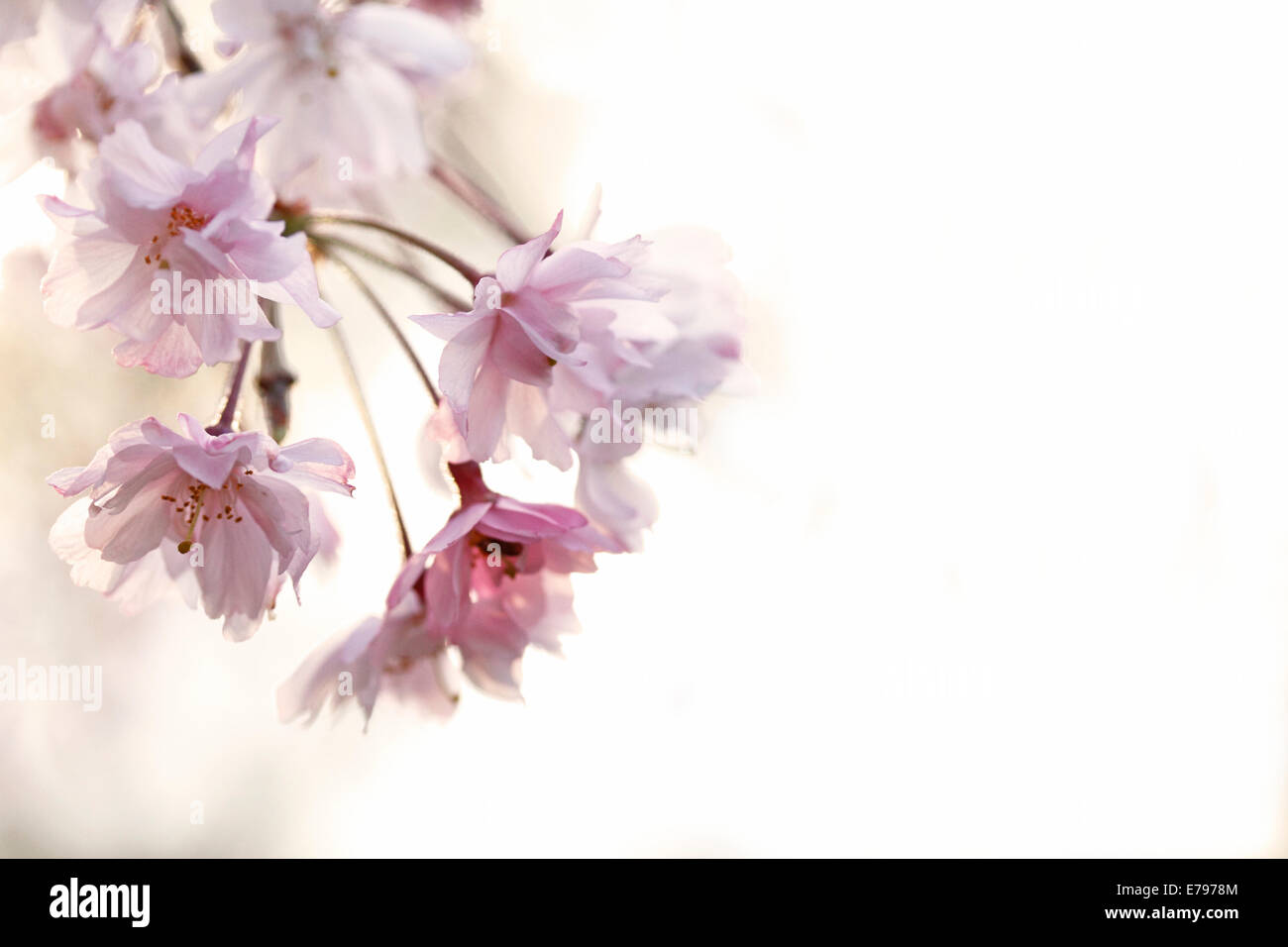 Fiori di ciliegio Foto Stock