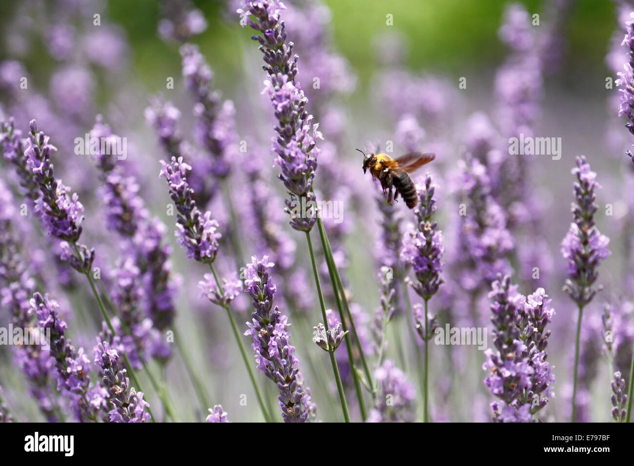 Lavanda Foto Stock