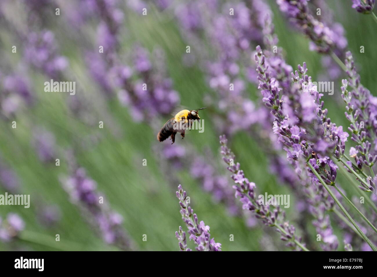 Lavanda Foto Stock