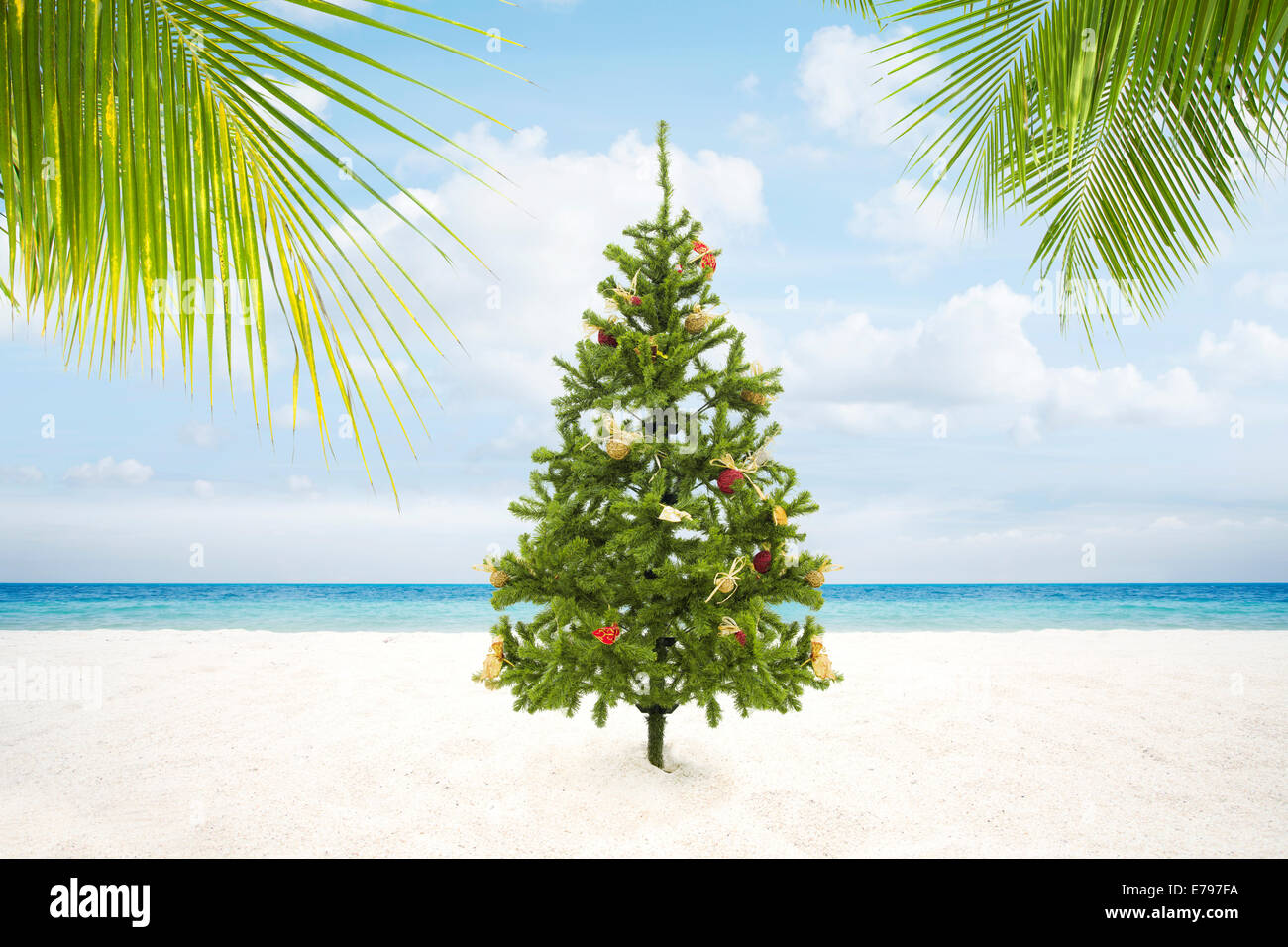 Vista dell albero di Natale sulla wild vuoto spiaggia tropicale Foto Stock