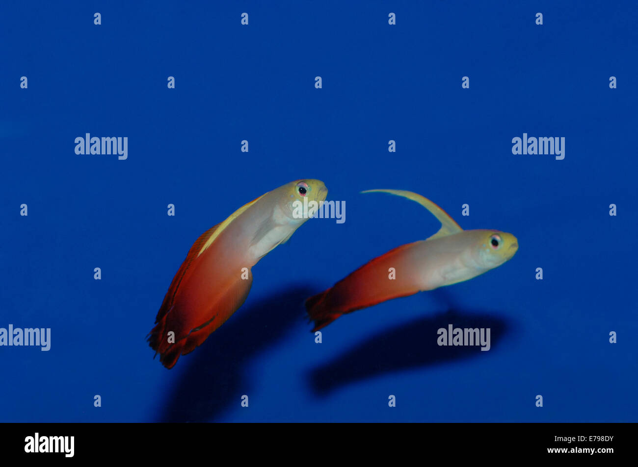 Freccia ghiozzo pesce Foto Stock