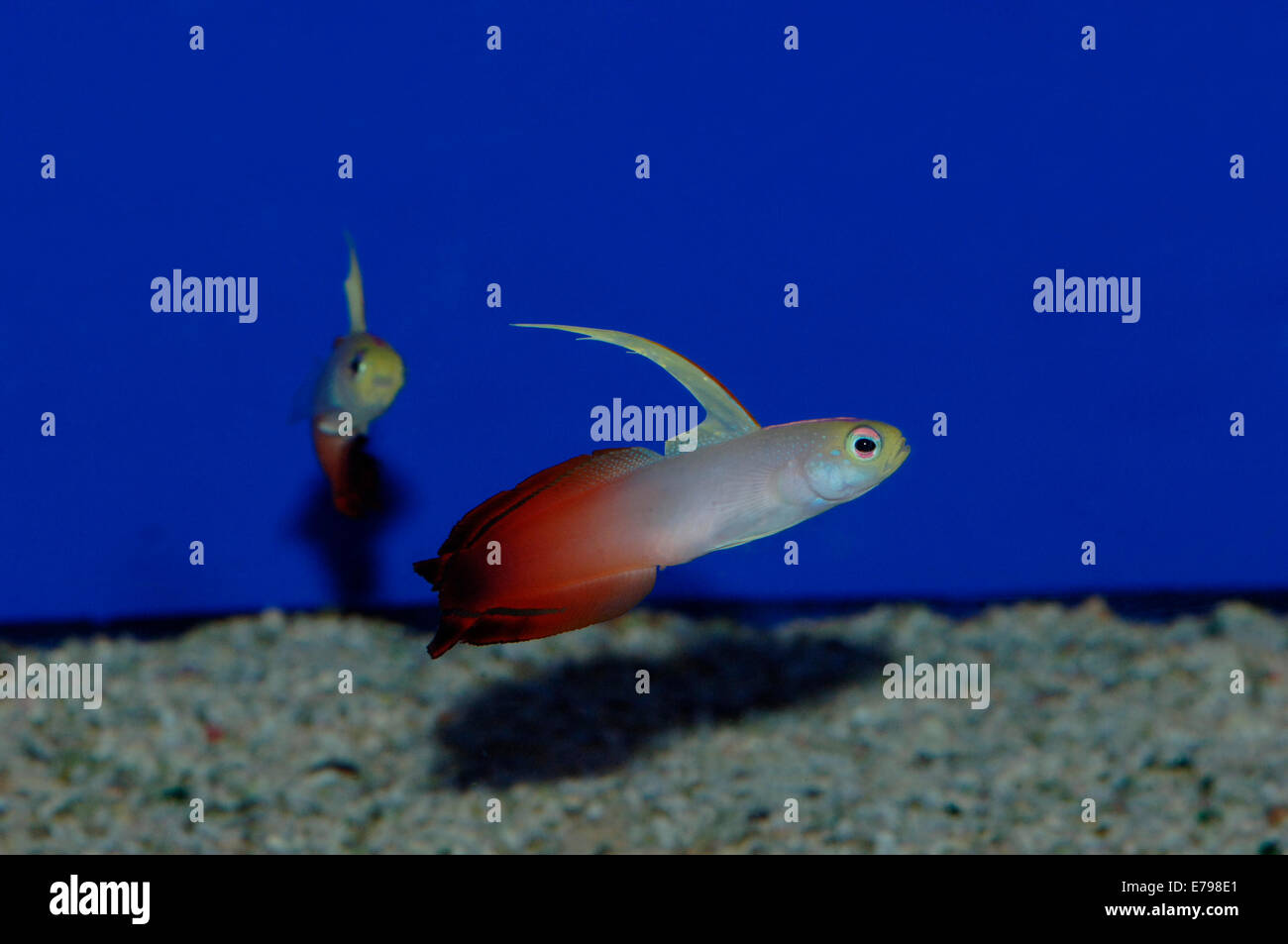 Freccia ghiozzo pesce Foto Stock