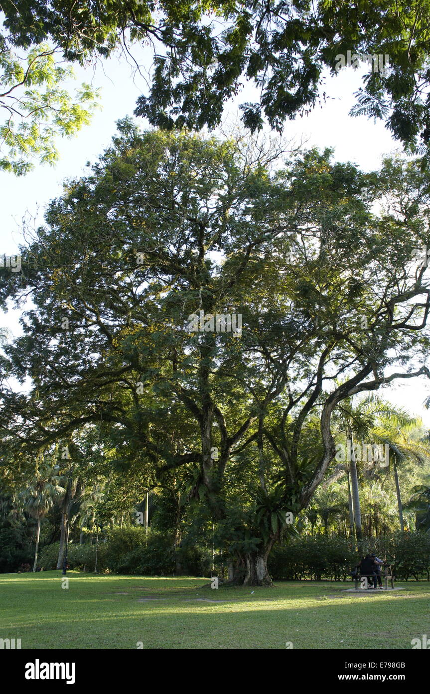 Ombrosi alberi tropicali a Kuching, Sarawak Foto Stock