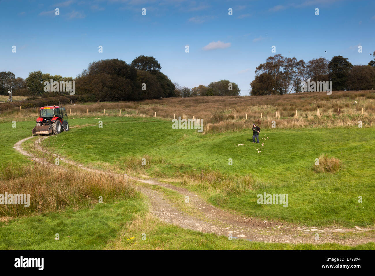 Gigrin Farm; aquilone rosso alimentazione; Rhayader; Galles; Regno Unito Foto Stock