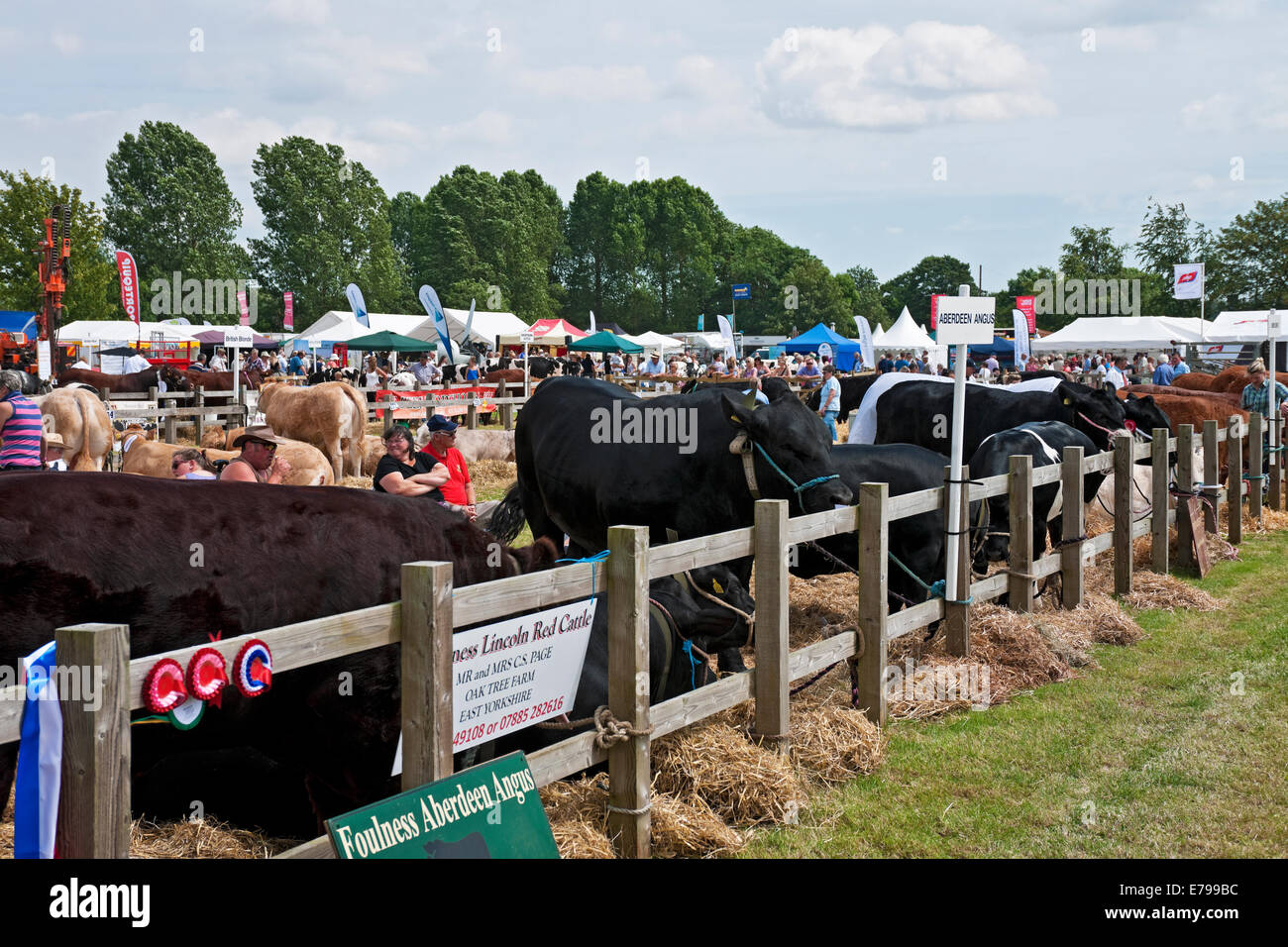Aberdeen Angus Mucche Al Driffield Agricultural Show in estate East Yorkshire Inghilterra Regno Unito GB Gran Bretagna Foto Stock