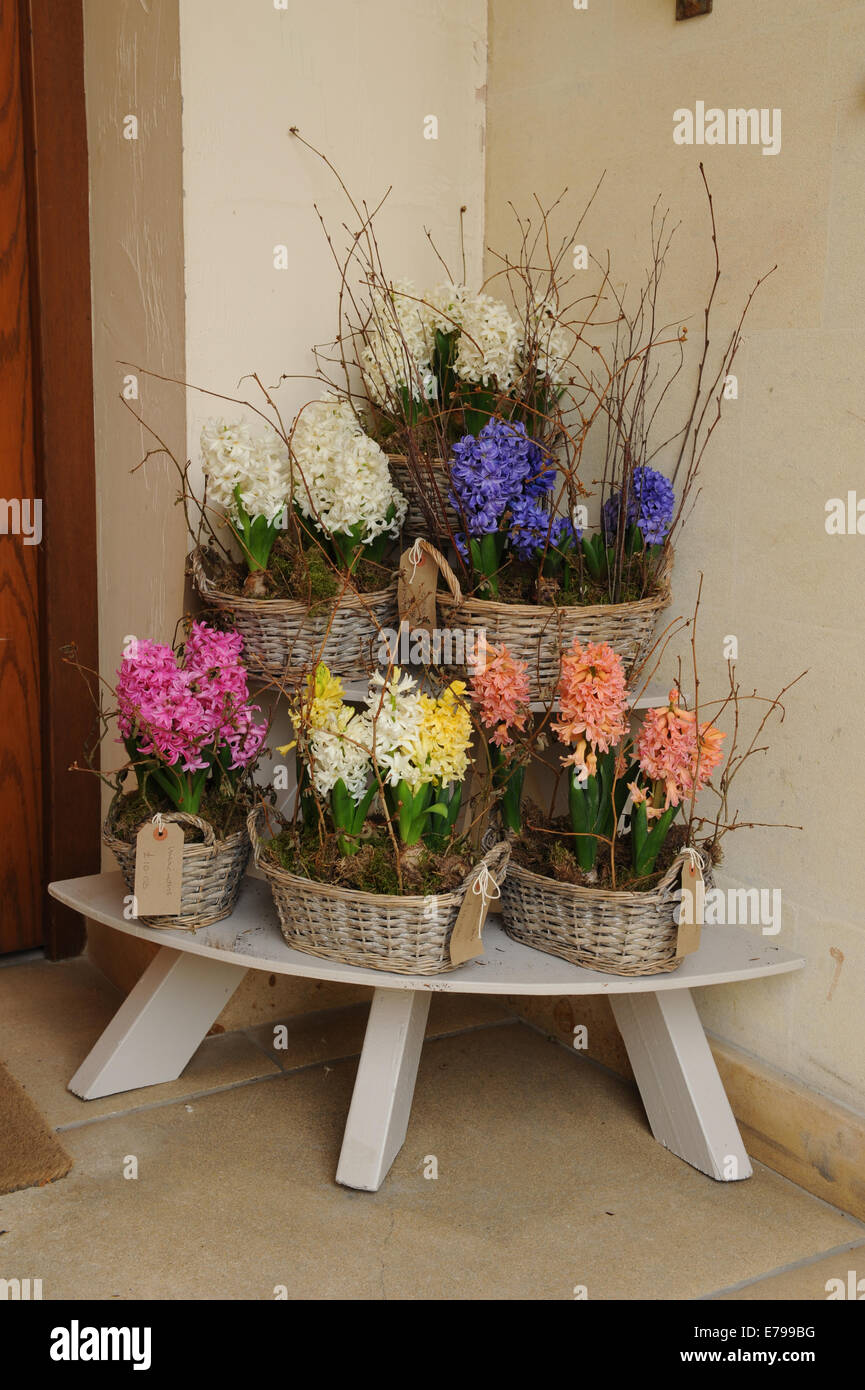 Mostra Di Hyacinths Fioritura primavera Colorati in Cesti Willow su un piano in legno da tavolo Foto Stock
