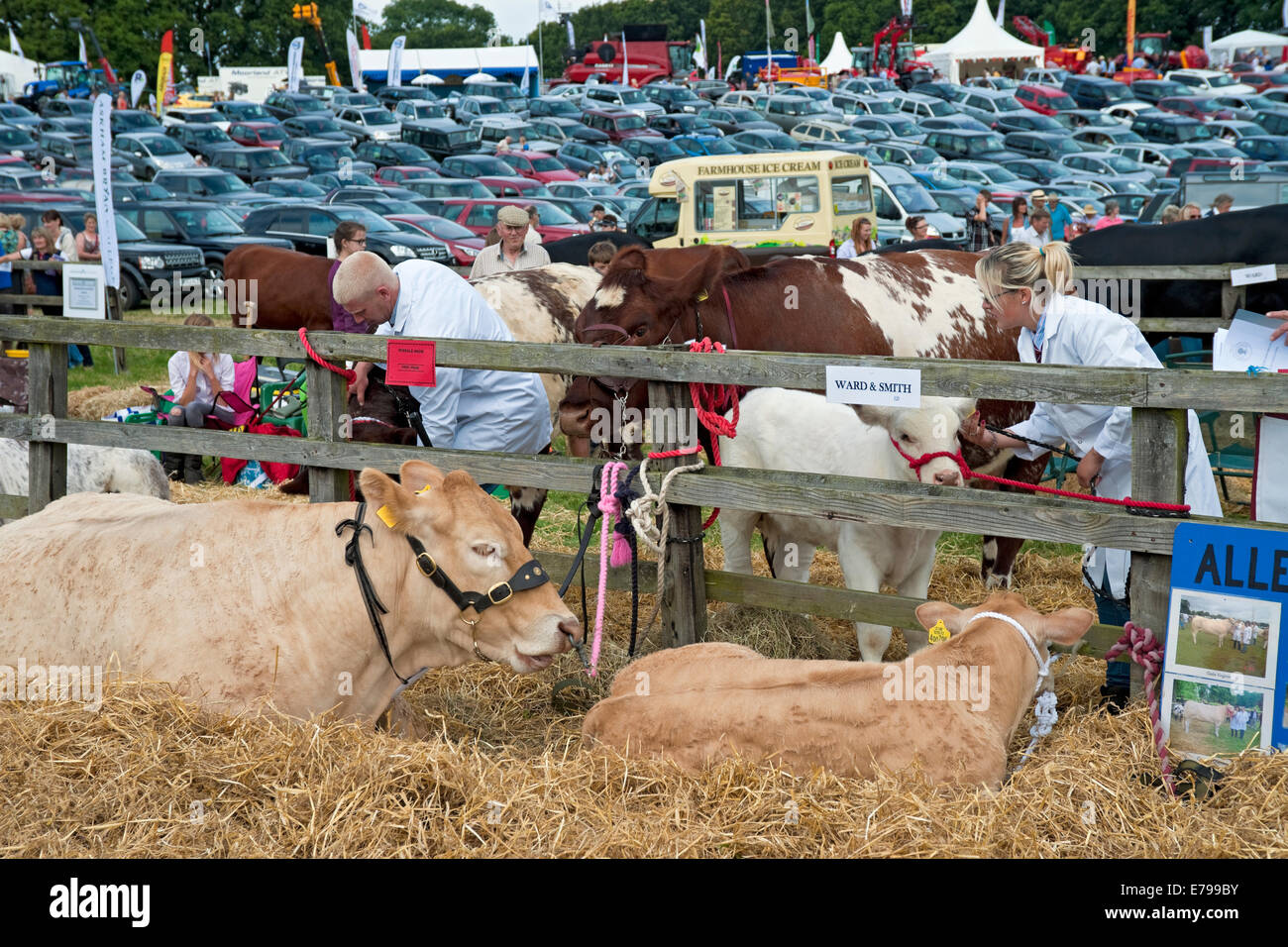 British Blonde Cow Cow e vitello al Ryedale Country Show In estate Kirkbymoorside North Yorkshire Inghilterra Regno Unito Gran Bretagna Regno Unito GB Foto Stock