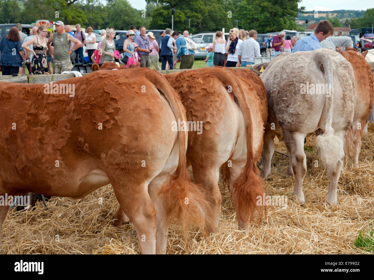 Vista posteriore del bestiame bovino al Ryedale Show in estate Kirkbymoorside North Yorkshire Inghilterra Regno Unito Gran Bretagna Foto Stock