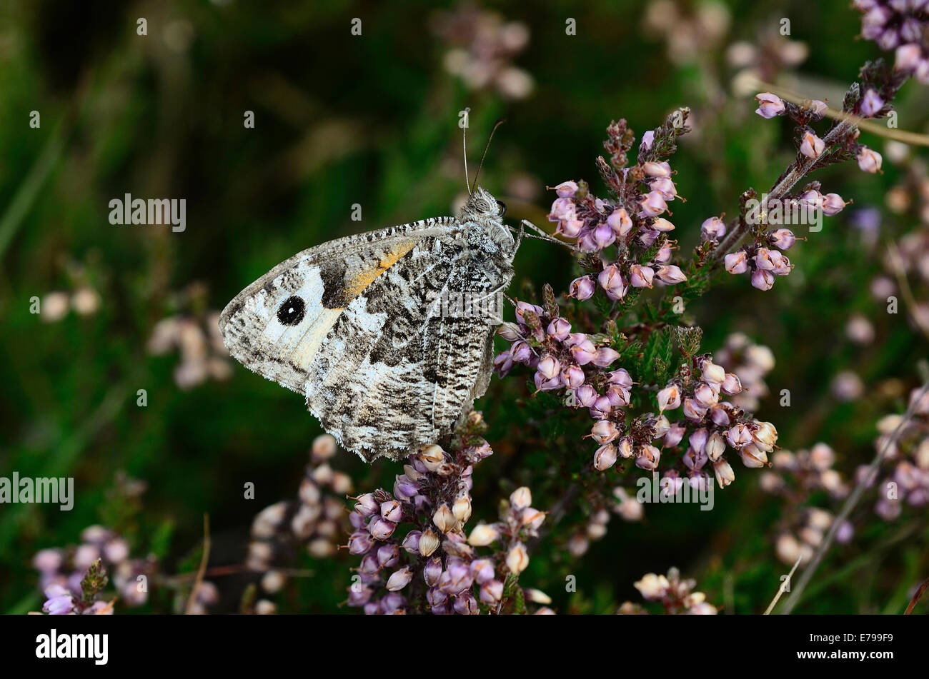 Un temolo butterfly REGNO UNITO Foto Stock