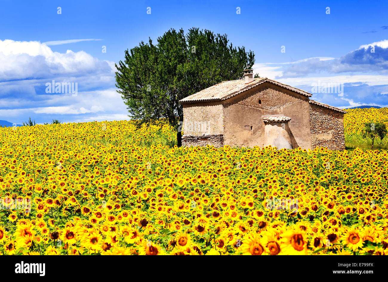 Bellissimo paesaggio con campo di girasole su nuvoloso cielo azzurro e sole luminoso luci Foto Stock