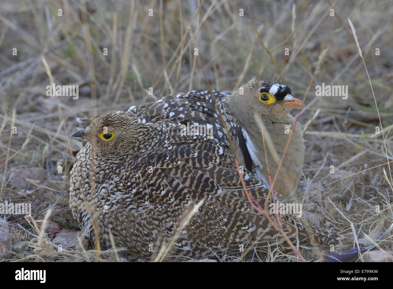 Doppia sandgrouse nastrati famiglia, Kruger National Park, Sud Africa Foto Stock