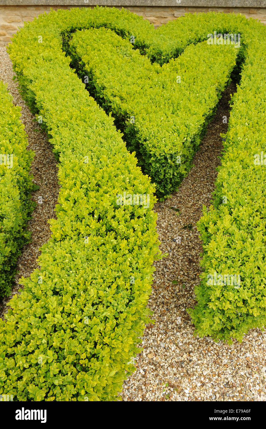 Bruxus Siepe di bosso (Buxus sempervirens) tagliata a forma di cuore in un ...